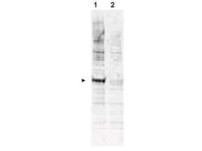 Western Blot: CDC16 [p Thr580] Antibody [NB600-889] - Analysis of a band 72 kDa corresponding to phosphorylated human APC6 (arrowhead lane 1). Lane 1 - nocodazole treated HeLa whole cell lysate. Lane 2 - Reactivity is not seen in lysates from asynchronous HeLa whole cell cultures. Each lane contains approximately 35ug of lysates, separated by 4-20% SDS-PAGE Tris-HEPES and then transferred to nitrocellulose. After blocking the membrane was probed with the primary antibody diluted to 1:1,000 overnight at 4C followed by washes and reaction with a 1:10,000 dilution of IRDye800 conjugated Gt-a-Rabbit IgG [H&L] MX for 45 min at room temperature.